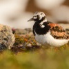 Kamenacek pestry - Arenaria interpres - Ruddy Turnstone 8404